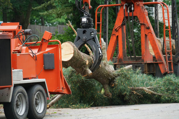 Best Firewood Processing and Delivery  in Centerfield, UT