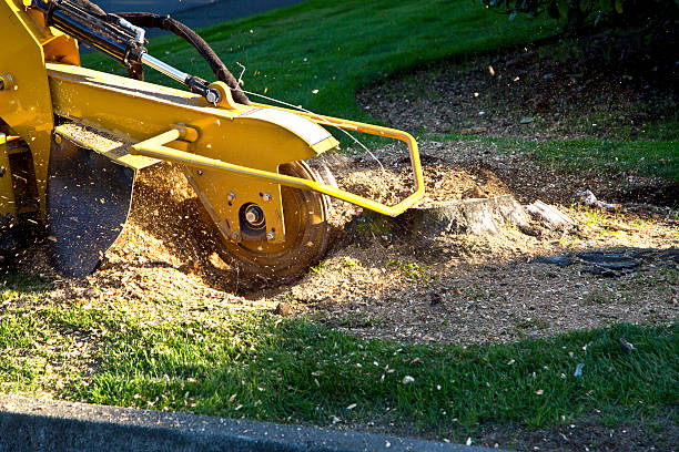 Best Stump Grinding and Removal  in Centerfield, UT