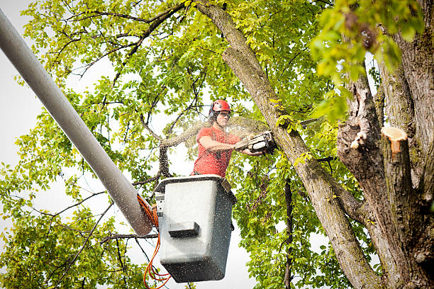 Best Commercial Tree Services  in Centerfield, UT