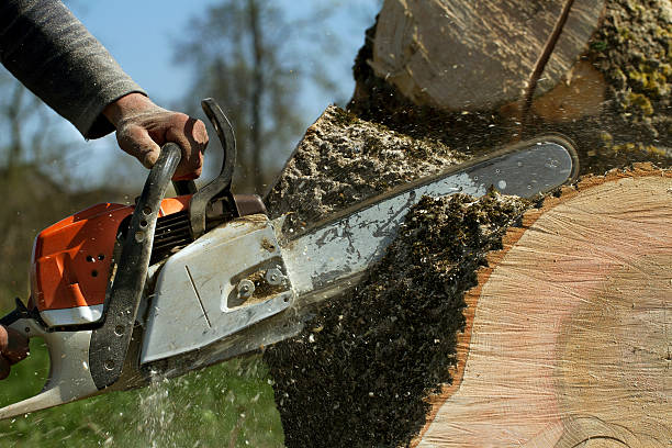 Best Tree Cabling and Bracing  in Centerfield, UT